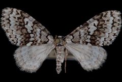 Cladara atroliturata1 by Jeremy deWaard, University of British Columbia. Used under a CC BY 3.0 license.