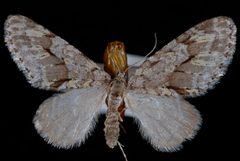 Cladara limitaria by Jeremy deWaard, University of British Columbia. Used under a CC BY 3.0 license.
