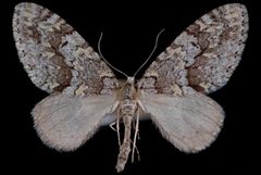 Cladara limitaria1 by Jeremy deWaard, University of British Columbia. Used under a CC BY 3.0 license.