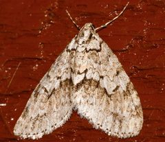 Cladara limitaria4 by CBG Photography Group, Centre for Biodiversity Genomics. Used under a CC0 license.