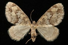 Cladara limitaria5 by CBG Photography Group, Centre for Biodiversity Genomics. Used under a CC0 license.