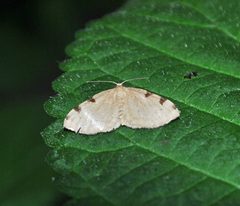 Heterophleps triguttaria by Aarongunnar. Used under a CC BY-SA 3.0 license.