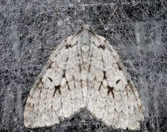 Epirrita autumnata 01 by CBG Photography Group, Centre for Biodiversity Genomics. Used under a CC0 license.