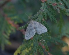 Operophtera bruceata by Cody Hough. Used under a CC BY-SA 3.0 license.