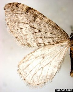 Operophtera bruceata adult by Pennsylvania Department of Conservation and Natural Resources - Forestry Archive. Used under a CC BY 3.0 license.