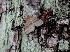 Operophtera bruceata adult1 by Ronald S. Kelley. Used under a CC BY 3.0 license.