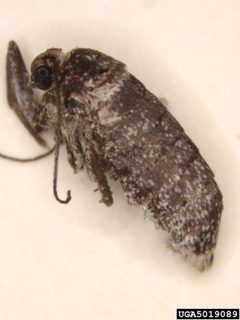 Operophtera bruceata adult female by Pennsylvania Department of Conservation and Natural Resources - Forestry Archive. Used under a CC BY 3.0 license.