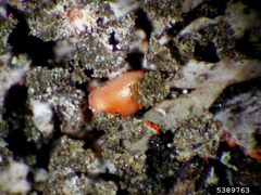 Operophtera bruceata egg by Ronald S. Kelley. Used under a CC BY 3.0 license.