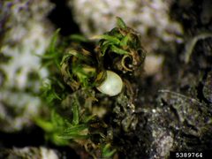 Operophtera bruceata egg1 by Ronald S. Kelley. Used under a CC BY 3.0 license.
