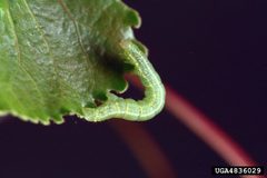 Operophtera bruceata larva by E. Bradford Walker. Used under a CC BY 3.0 license.