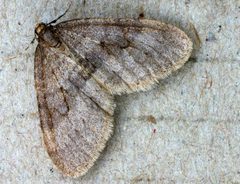 Operophtera brumata01 by wikipedia. Used under a Attribution license.