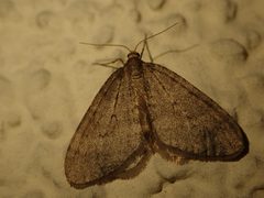Operophtera brumata 106103464 by Alexis. Used under a CC BY 4.0 license.