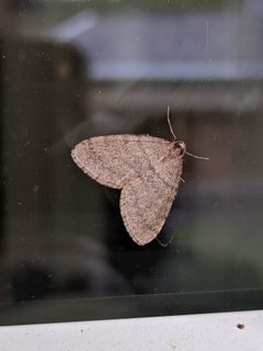 Operophtera brumata 106829775 by Wouter Koch. Used under a CC BY 4.0 license.