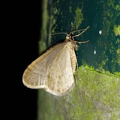 Operophtera brumata 106848026 by Lars Willighagen. Used under a CC BY 4.0 license.