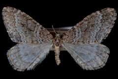 Operophtera danbyi JdW by Jeremy deWaard, University of British Columbia. Used under a CC BY 3.0 license.