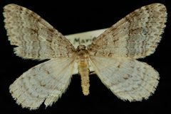 Operophtera danbyi JdW 1 by Jeremy deWaard, University of British Columbia. Used under a CC BY 3.0 license.