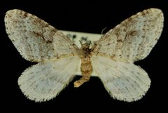 Operophtera danbyi JdW 2 by Jeremy deWaard, University of British Columbia. Used under a CC BY 3.0 license.