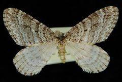 Operophtera danbyi JdW 3 by Jeremy deWaard, University of British Columbia. Used under a CC BY 3.0 license.