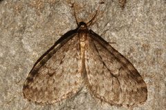 Operophtera occidentalis by CBG Photography Group, Centre for Biodiversity Genomics. Used under a CC0 license.