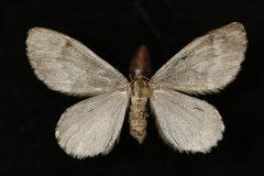 Stamnoctenis morrisata by Jeremy deWaard, University of British Columbia. Used under a CC BY 3.0 license.