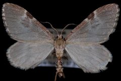 Stamnoctenis morrisata1 by Jeremy deWaard, University of British Columbia. Used under a CC BY 3.0 license.
