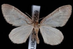 Stamnoctenis pearsalli by Jeremy deWaard, University of British Columbia. Used under a CC BY 3.0 license.