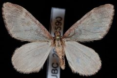 Stamnoctenis pearsalli1 by Jeremy deWaard, University of British Columbia. Used under a CC BY 3.0 license.