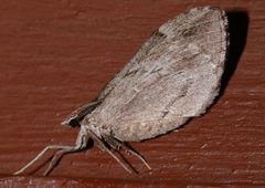 Stamnoctenis pearsalli 01 by CBG Photography Group, Centre for Biodiversity Genomics. Used under a CC0 license.