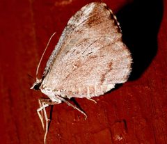 Stamnoctenis pearsalli 02 by CBG Photography Group, Centre for Biodiversity Genomics. Used under a CC0 license.