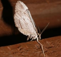 Stamnoctenis pearsalli 03 by CBG Photography Group, Centre for Biodiversity Genomics. Used under a CC0 license.