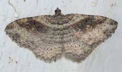 Costaconvexa centrostrigaria P1180777b by
xpda. Used under a CC BY-SA 4.0 license.