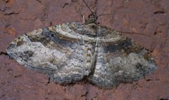 Costaconvexa centrostrigaria P1400732a by 
xpda. Used under a CC BY-SA 4.0 license.