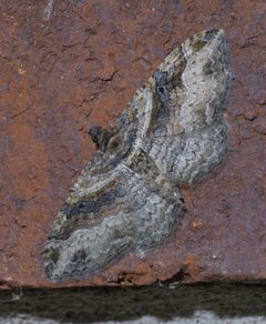 Costaconvexa centrostrigaria P1400877a by 
xpda. Used under a CC BY-SA 4.0 license.