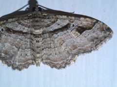 Costaconvexa centrostrigaria P1650646a by 
xpda. Used under a CC BY-SA 4.0 license.