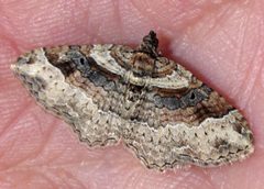 Costaconvexa centrostrigaria female by Jacy Lucier. Used under a CC BY-SA 4.0 license.