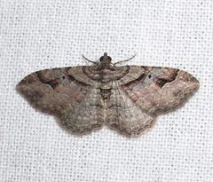 Costaconvexa centrostrigaria male by Jacy Lucier. Used under a CC BY-SA 4.0 license.