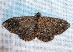 Disclisioprocta stellata by Jacy Lucier. Used under a CC BY-SA 4.0 license.