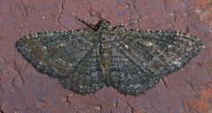 Disclisioprocta stellata P1300160a by 
xpda. Used under a CC BY-SA 4.0 license.