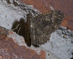 Disclisioprocta stellata P1550998a by 
xpda. Used under a CC BY-SA 4.0 license.