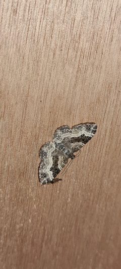 Epirrhoe alternata 101857411 by Michael Bakker Paiva. Used under a CC BY 4.0 license.