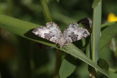 Epirrhoe alternata 139047860 by uusijani. Used under a CC0 license.