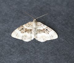 Epirrhoe alternata 92082471 by Jason Grant. Used under a CC BY 4.0 license.