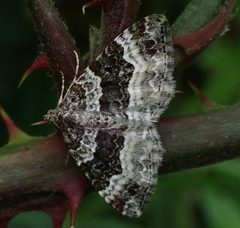 Epirrhoe alternata 92413998 by agujaceratops. Used under a CC BY 4.0 license.