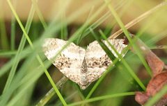 Epirrhoe alternata 92420604 by jlaus. Used under a CC BY 4.0 license.