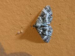 Epirrhoe alternata 96899306 by mnauky. Used under a CC BY 4.0 license.