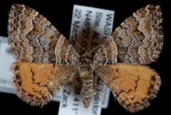 Epirrhoe plebeculata by Jeremy deWaard, University of British Columbia. Used under a CC BY 3.0 license.