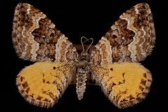 Epirrhoe plebeculata1 by Jeremy deWaard, University of British Columbia. Used under a CC BY 3.0 license.