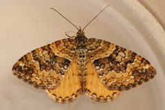 Epirrhoe plebeculata2 by CBG Photography Group, Centre for Biodiversity Genomics. Used under a CC0 license.