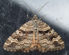 Epirrhoe plebeculata Hodges 7395 Kern 2017-01-30 by Junkyardsparkle. Used under a CC0 license.