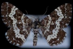 Epirrhoe sperryi by Jeremy deWaard, University of British Columbia. Used under a CC BY 3.0 license.